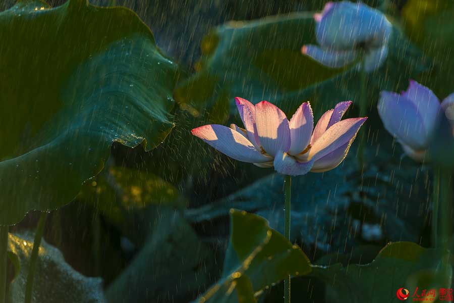 Flores de loto de verano en Haikou