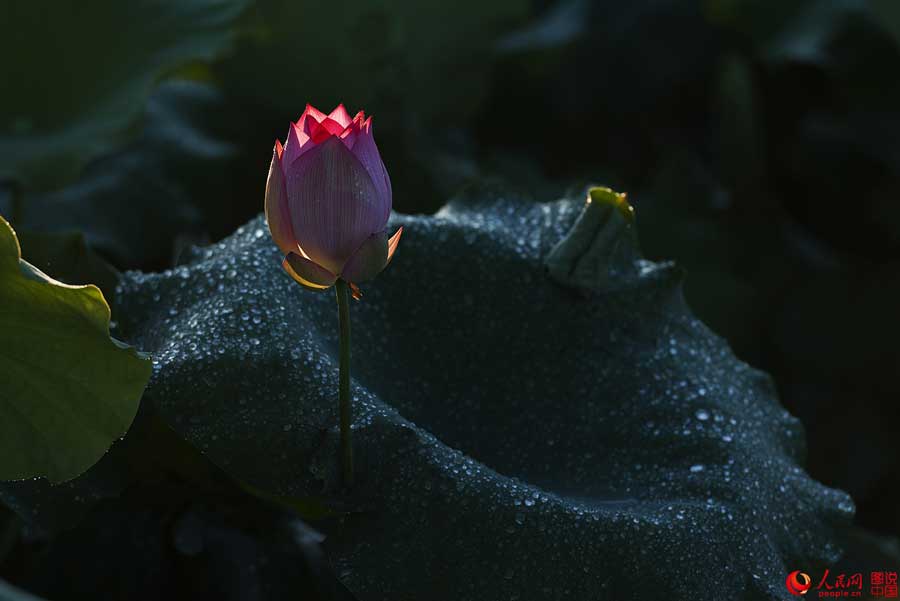 Flores de loto de verano en Haikou