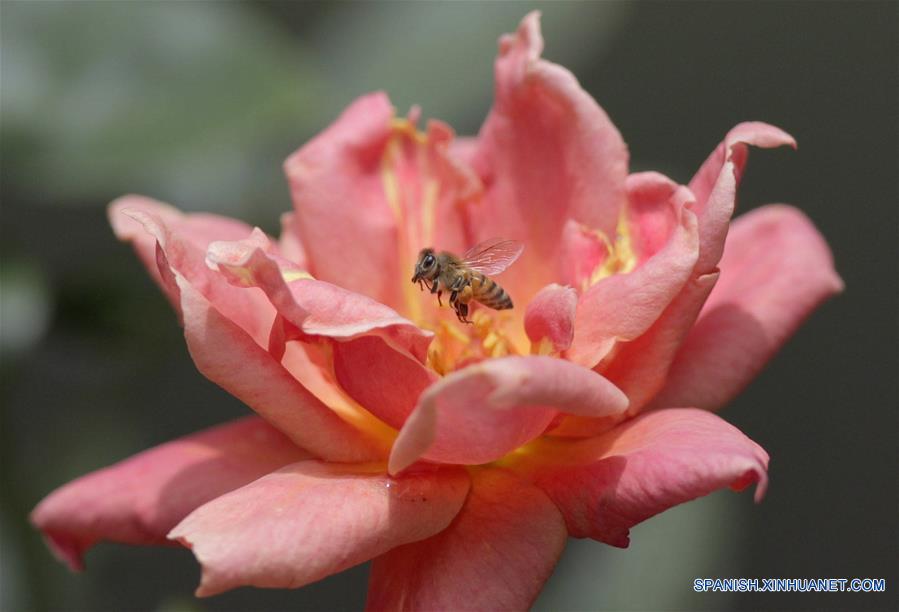 CIUDAD DE MEXICO, junio 21, 2016 (Xinhua) -- Una abeja vuela sobre una rosa en un jardín en la Ciudad de México, capital de México, el 21 de junio de 2016. El solsticio de verano marca el comienzo oficial de la estación en el hemisferio norte y el periodo más largo de luz solar del a?o. (Xinhua/David de la Paz)