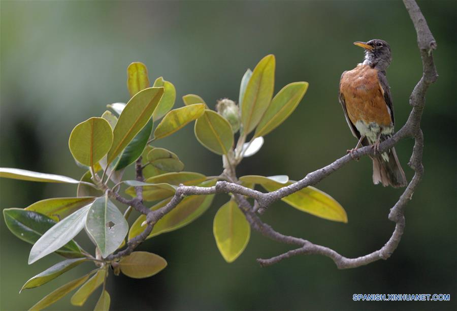 Un pájaro se posa sobre la rama de un árbol en un jardín en la Ciudad de México, capital de México, el 21 de junio de 2016. El solsticio de verano marca el comienzo oficial de la estación en el hemisferio norte y el periodo más largo de luz solar del a?o. (Xinhua/David de la Paz)