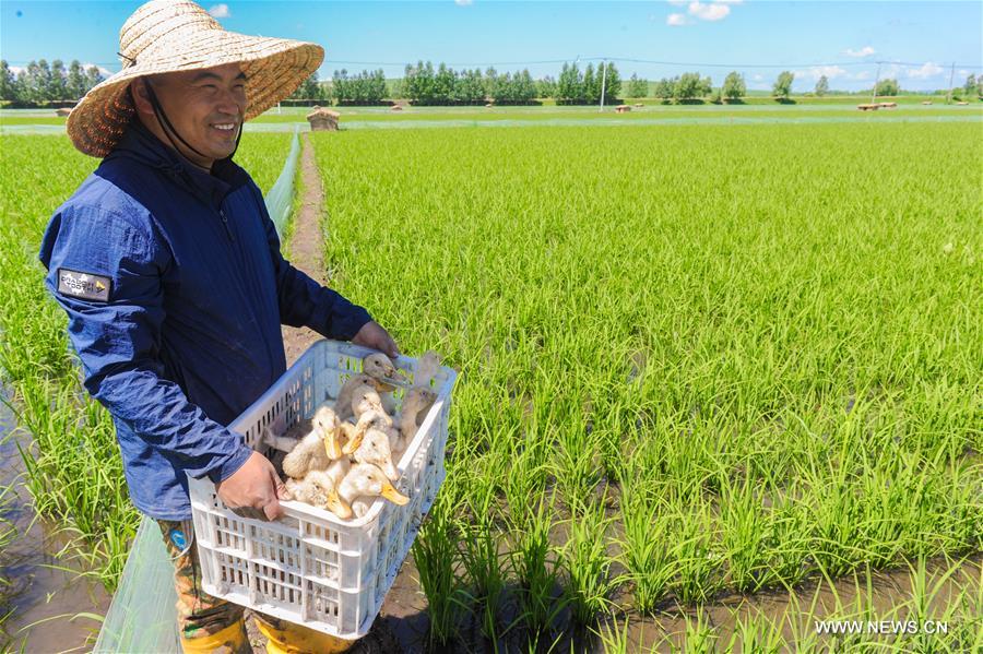 Introducen sistema de cultivo ecológico en Heilongjiang