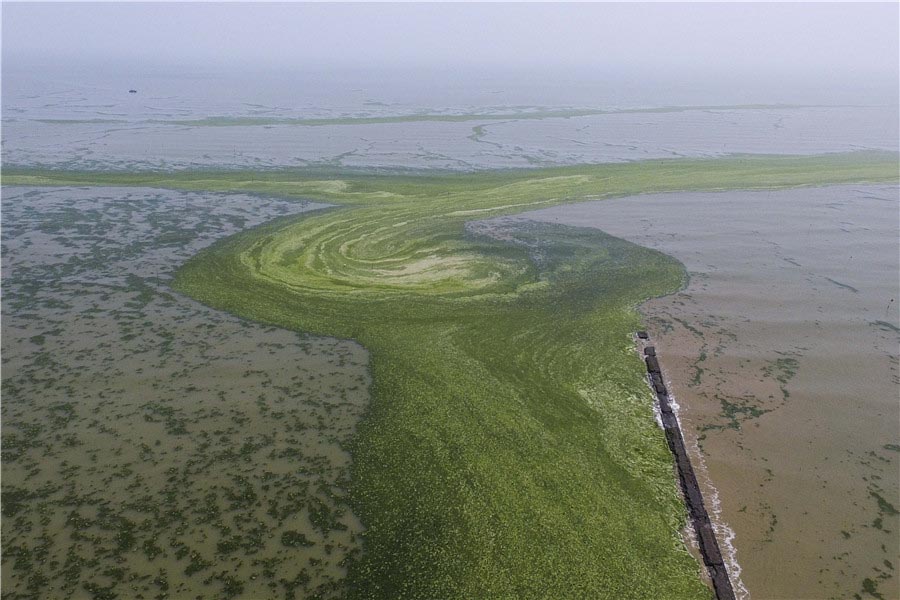 Mareas verdes afectan a la costa de Jiangsu