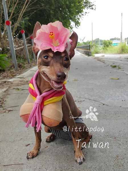 Un perro taiwanés se convierte en la sensación de internet