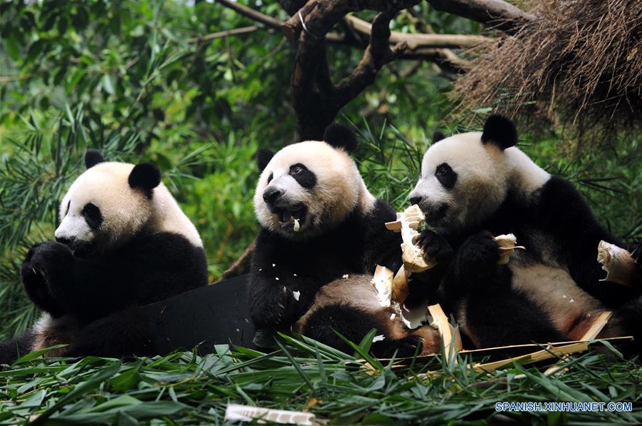 únicos pandas trillizos sobreviviente en el mundo