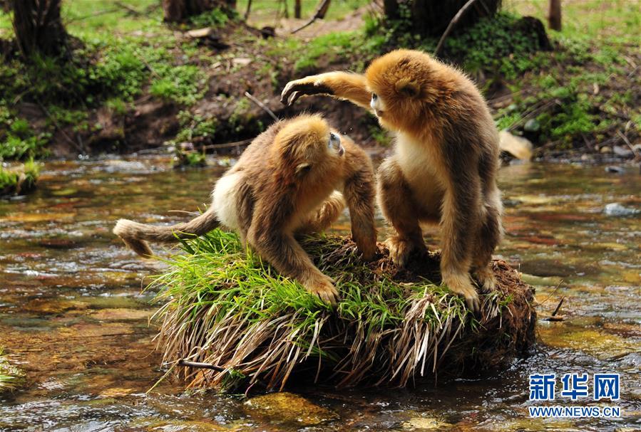 Shennongjia, de la provincia china de Hubei, declarado Patrimonio de la Humanidad