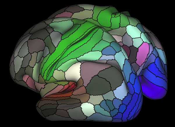 Nuevo mapa cerebral duplica 
las regiones conocidas