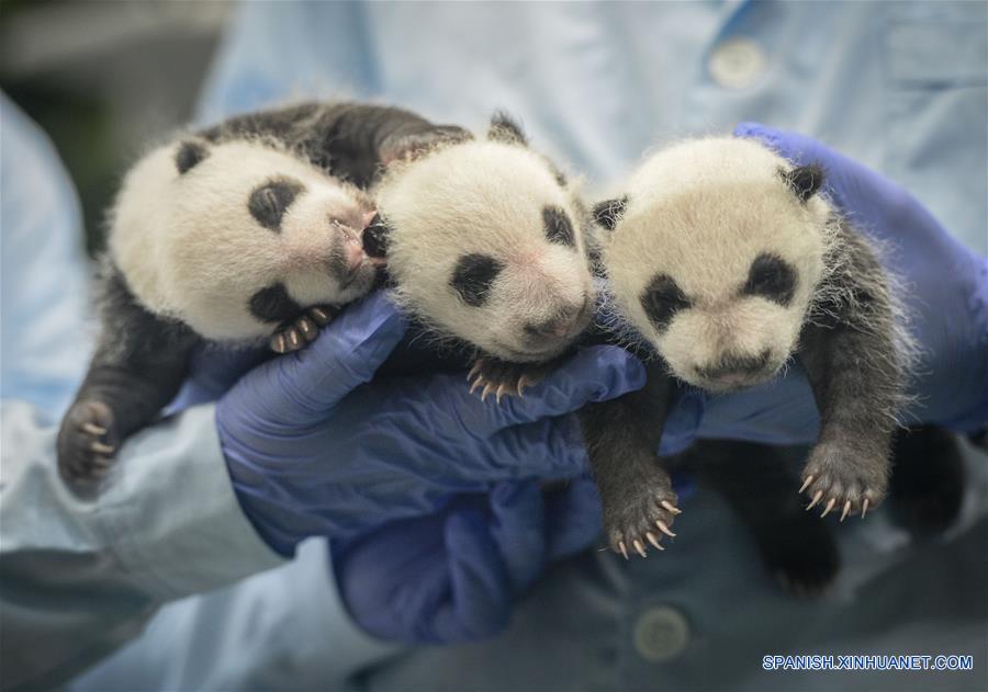 Imagen del 28 de agosto de 2014 de cuidadores sosteniendo a los trillizos de panda gigante, Mengmeng, Shuaishuai y Kuku, en Guangzhou, capital de la provincia de Guangdong, en el sur de China. Una fiesta para celebrar el segundo cumplea?os de los únicos trillizos sobrevivientes del mundo, que nacieron el 29 de julio de 2014 en Guangzhou, se llevó a cabo en el Parque de Safari Chimelong el viernes. (Xinhua/Liu Dawei)