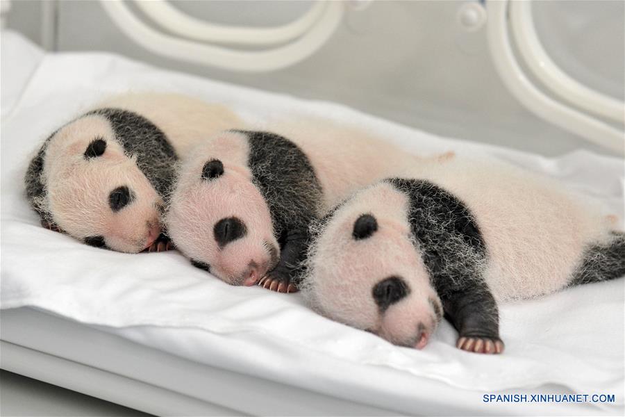 Imagen del 22 de agosto de 2014 de los trillizos de panda gigante, Mengmeng, Shuaishuai y Kuku, descansando en Guangzhou, capital de la provincia de Guangdong, en el sur de China. Una fiesta para celebrar el segundo cumplea?os de los únicos trillizos sobrevivientes del mundo, que nacieron el 29 de julio de 2014 en Guangzhou, se llevó a cabo en el Parque de Safari Chimelong el viernes. (Xinhua/Str)