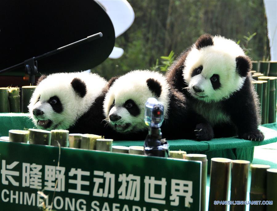 Imagen del 15 de diciembre de 2014 de los trillizos de panda gigante, Mengmeng, Shuaishuai y Kuku, jugando en Guangzhou, capital de la provincia de Guangdong, en el sur de China. Una fiesta para celebrar el segundo cumplea?os de los únicos trillizos sobrevivientes del mundo, que nacieron el 29 de julio de 2014 en Guangzhou, se llevó a cabo en el Parque de Safari Chimelong el viernes. (Xinhua/Huang Guobao)