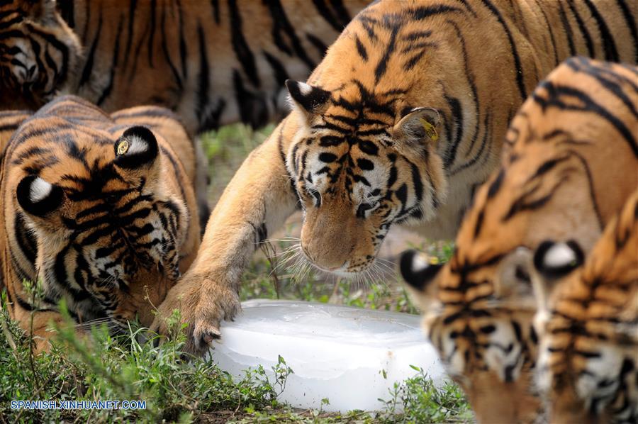 Shenyang: Tigres siberianos refrescándose con bloques de hielo