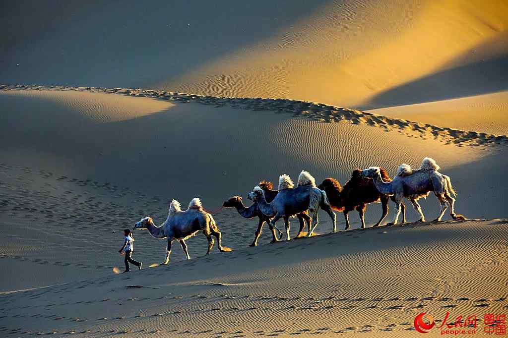 Sonido de campanas de camellos en el desierto Kumtag