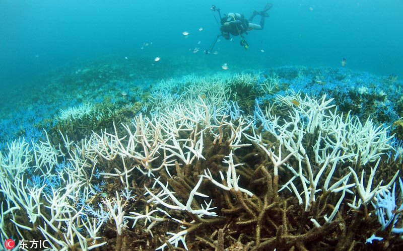 Arrecife de coral en Japón