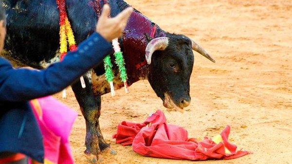 El Constitucional anula la prohibición de los toros en Catalu?a