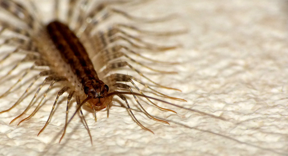 Comer insectos puede convertirse en la salvación del planeta