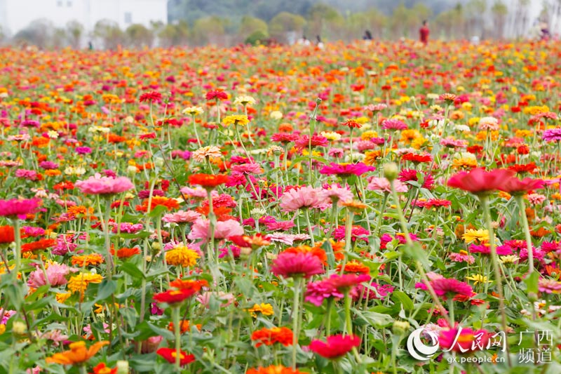 “Mar de las Flores del Lago de las Hadas”: exuberancia, turismo y desarrollo social