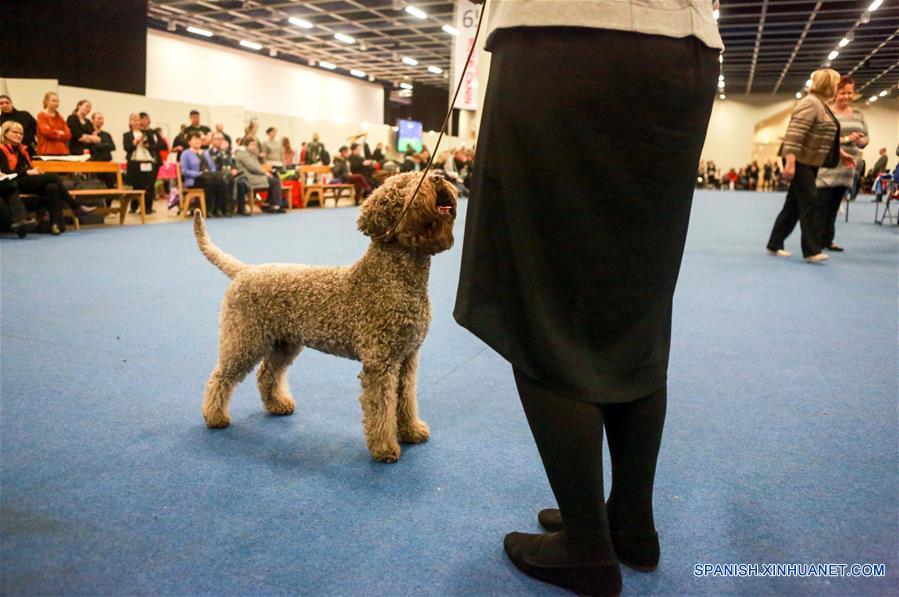 Finlandia celebra competencia de perros