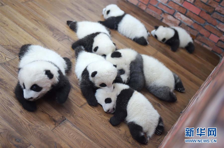 2016: La vida de pandas