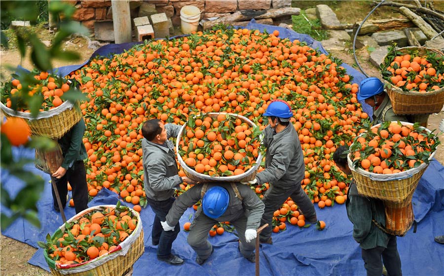 El personal de una compa?ía eléctrica local ayuda a los aldeanos a llevar las naranjas al teleférico. [Foto de Liu Shusong / para chinadaily.com.cn]