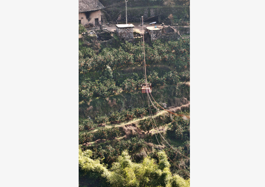 Naranjas transportadas en el teleférico. [Foto de Liu Shusong / para chinadaily.com.cn]