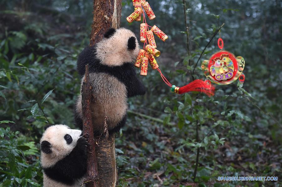 Pandas posan para felicitaciones de A?o Nuevo Lunar en China