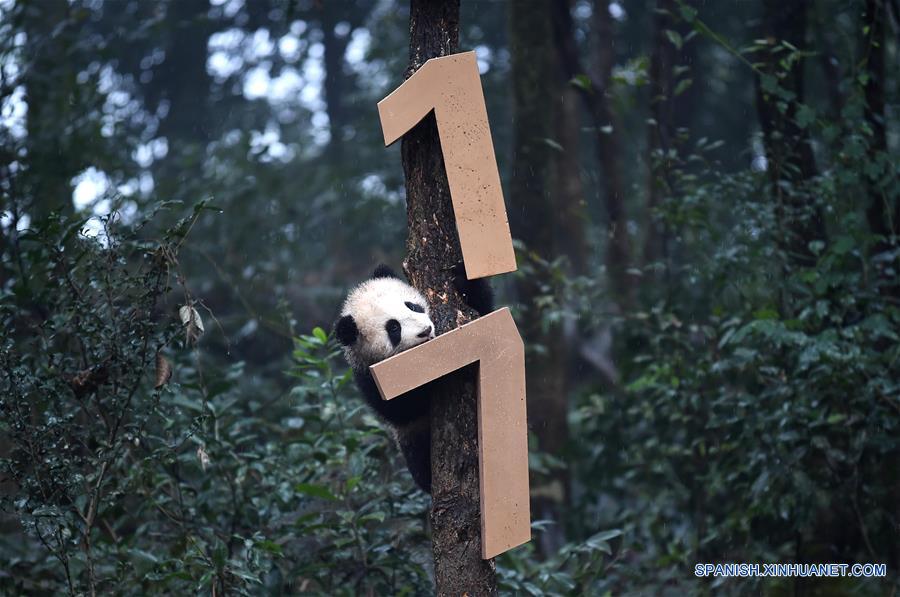 Pandas posan para felicitaciones de A?o Nuevo Lunar en China