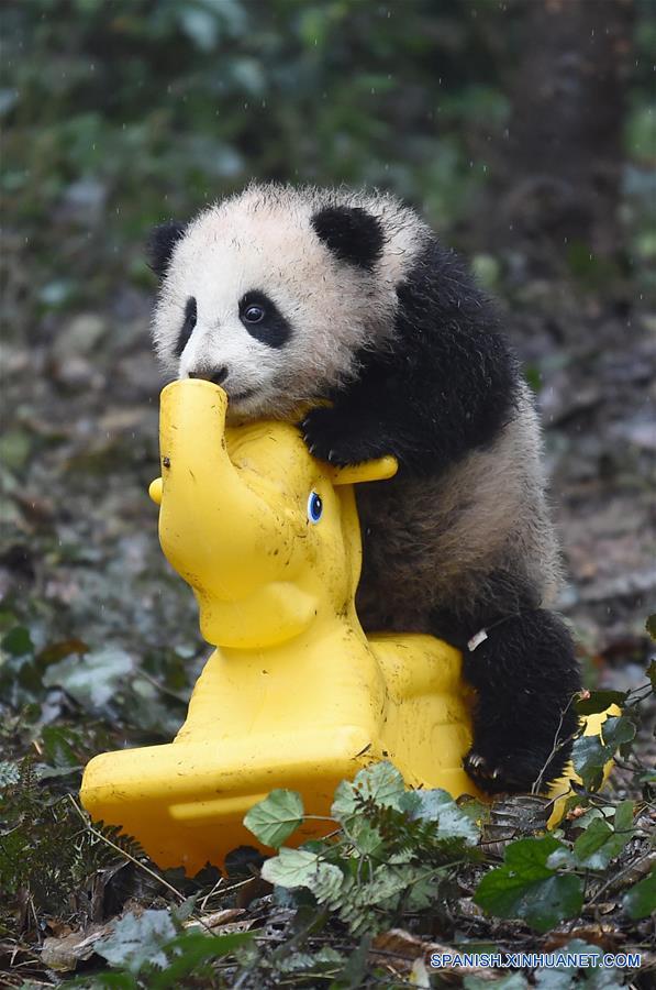 Pandas posan para felicitaciones de A?o Nuevo Lunar en China