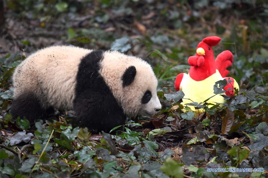 Pandas posan para felicitaciones de A?o Nuevo Lunar en China