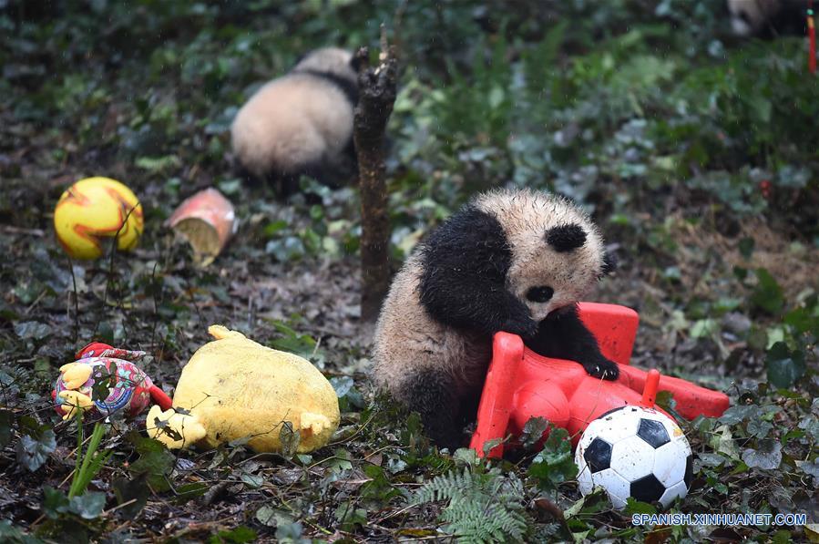 Pandas posan para felicitaciones de A?o Nuevo Lunar en China