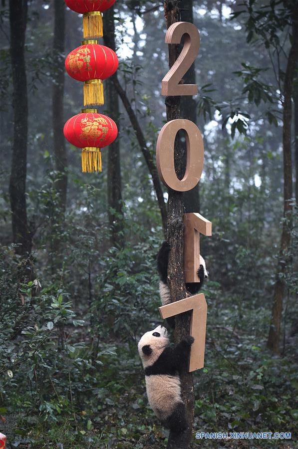 Pandas posan para felicitaciones de A?o Nuevo Lunar en China