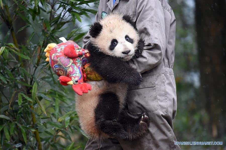 Pandas posan para felicitaciones de A?o Nuevo Lunar en China