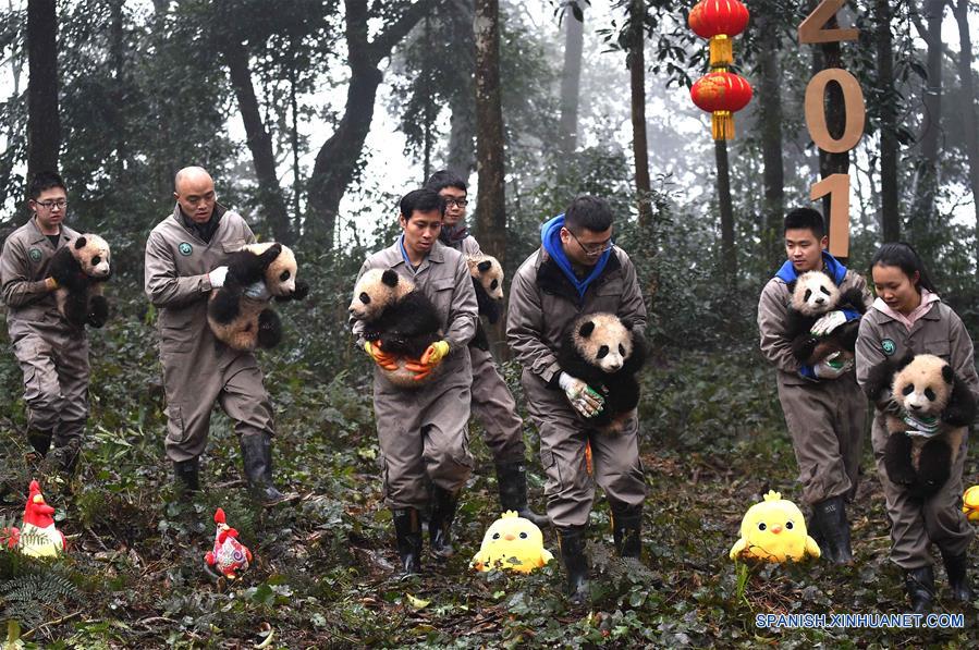 Pandas posan para felicitaciones de A?o Nuevo Lunar en China