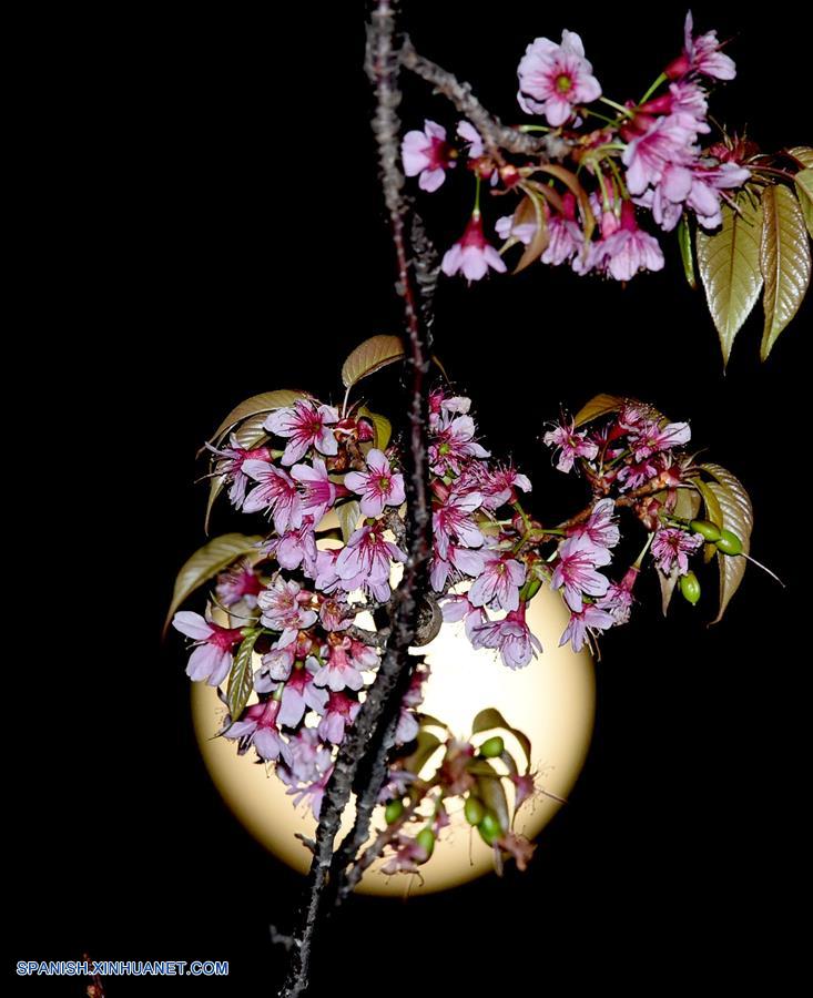 Yunnan: Imágenes de Luna llena y flores de cerezo en Kunming