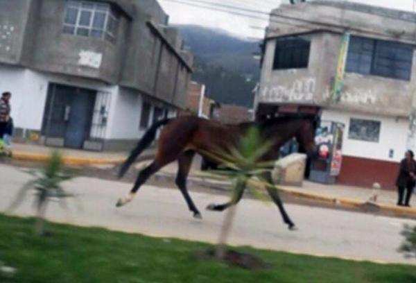 Un caballo recorre cuatro distritos para regresar con su exdue?a