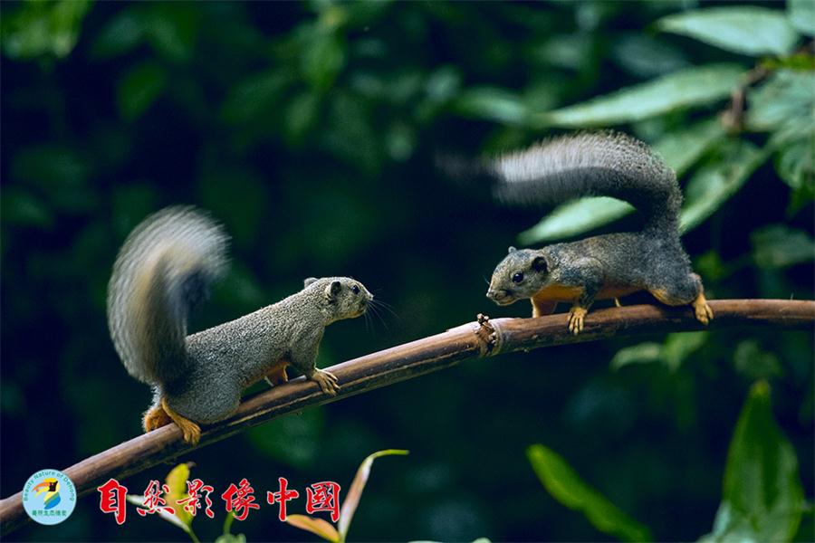 La ardilla Phayre (Callosciurus Phayrei) es un roedor de la familia Sciuridae. Habita, generalmente, en China y Myanmar. Yunnan, 2016. [Foto: proporcionada]