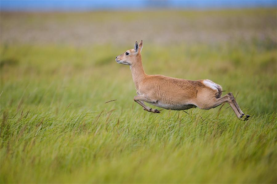 La Gacela de Przewalski, endémica de China y conocida también como el antílope tibetano, es el mamífero de pezu?as más amenazado del mundo. En la foto, corre a través de los pastizales cerca del lago Qinghai en la provincia Qinghai, agosto del 2016. [Foto: proporcionada]