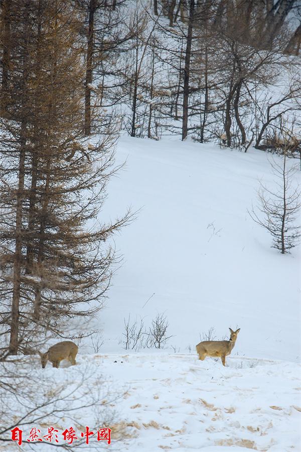 Un ciervo acompa?a a su pareja un día de invierno en la región autónoma de Mongolia Interior, marzo del 2016. [Foto: proporcionada]