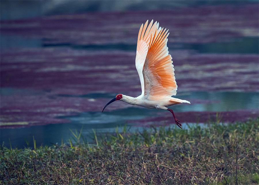 El Ibis de cabeza roja exhibe su penacho blanco. [Foto: proporcionada]