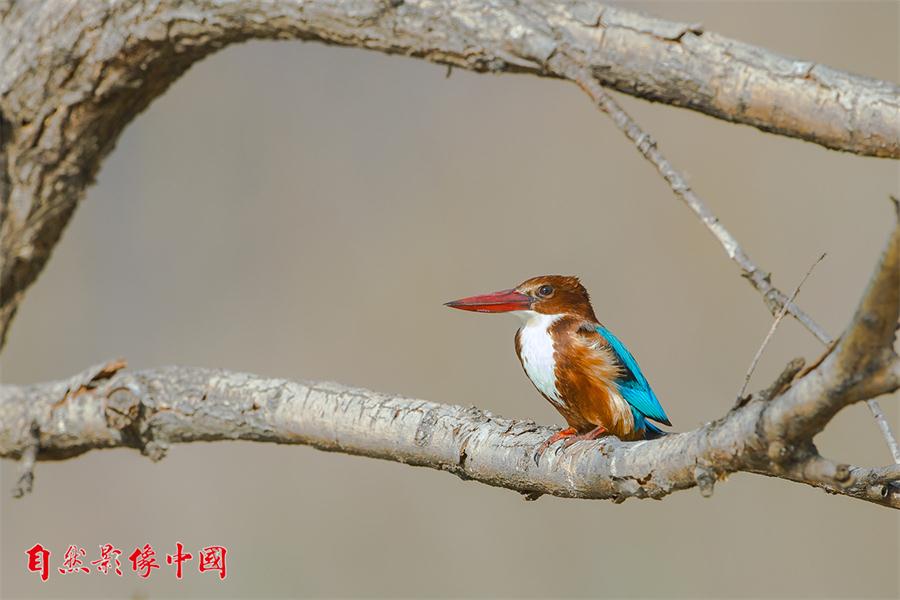 Un martín pescador de pecho blanco se posa en un árbol. Yunnan, 2016. [Foto: proporcionada]