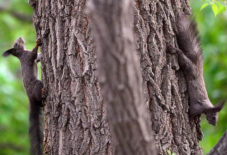 Una ardilla sube un árbol en el Jardín Botánico de Beijing. [Foto: proporcionada]