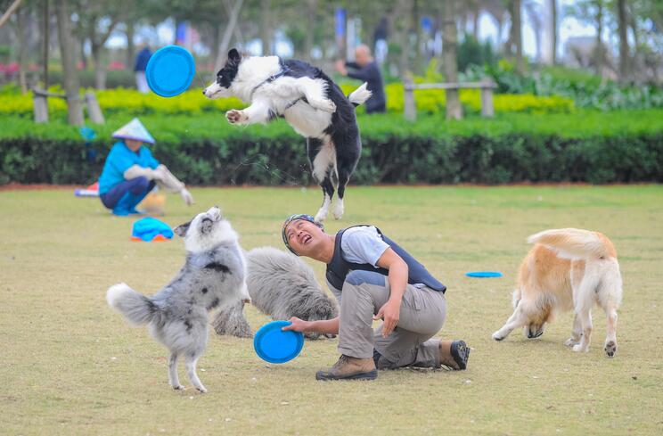 Xue juega al disco con los perros. Haikou, provincia de Hainan, 14 de febrero del 2017. [Foto: VCG]