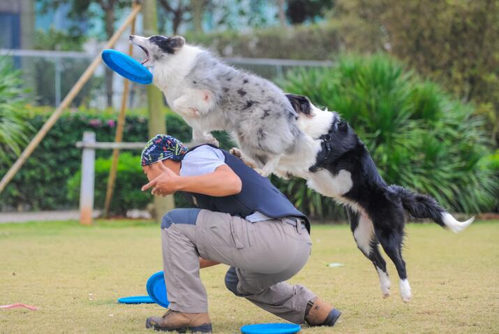 Un perro agarra un disco lanzado por Xue. Haikou, provincia de Hainan, 14 de febrero del 2017. [Foto: VCG]