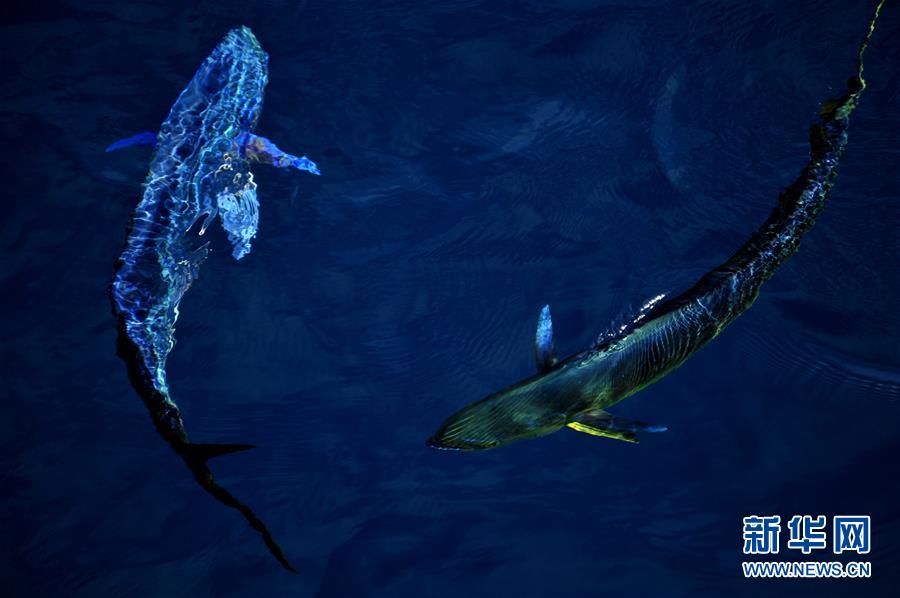 Hermosos mahi-mahi en el Mar Meridional de China