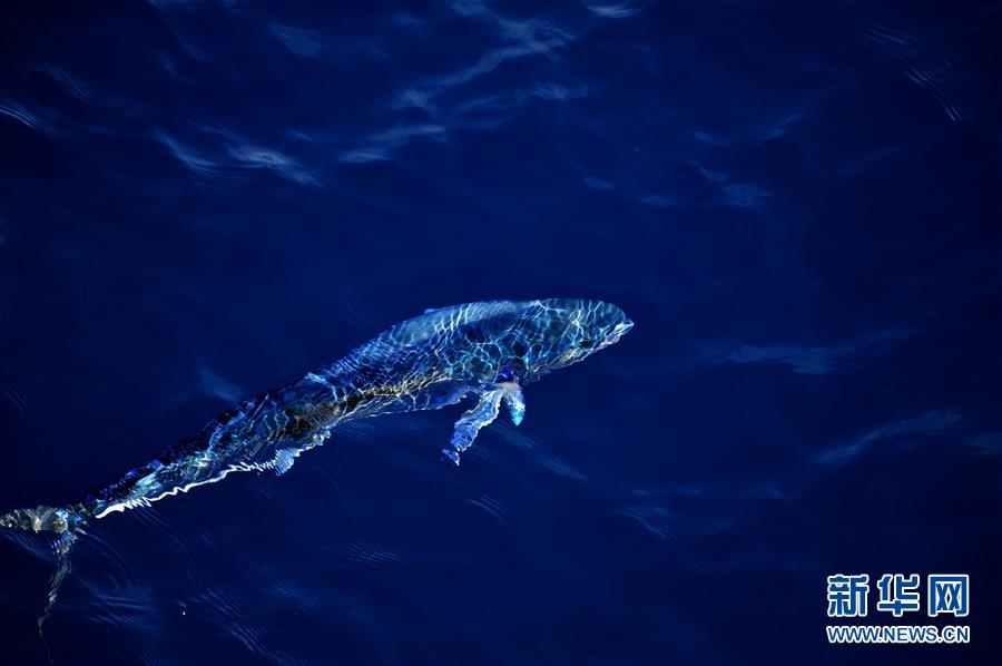 Hermosos mahi-mahi en el Mar Meridional de China