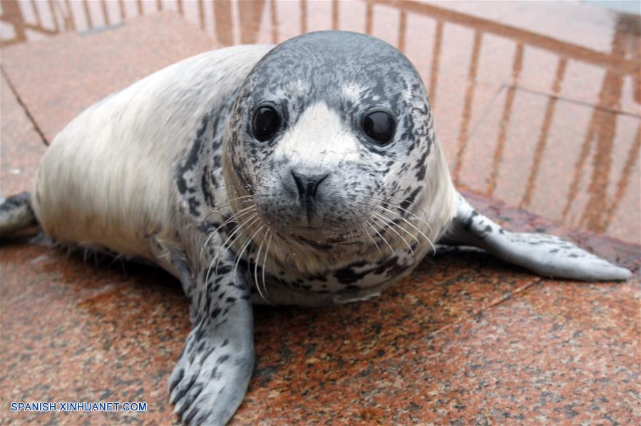 Fotos de cachorros de foca