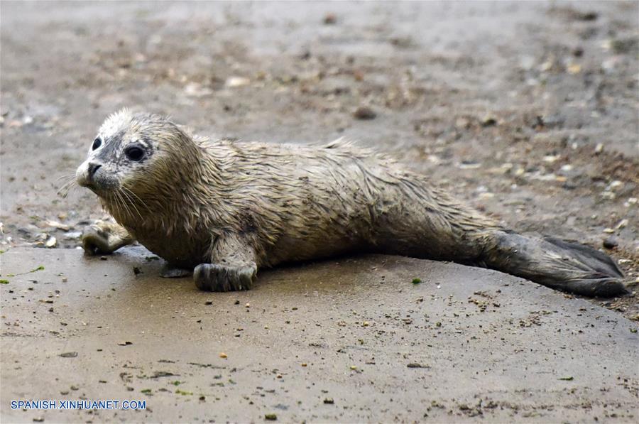 Fotos de cachorros de foca