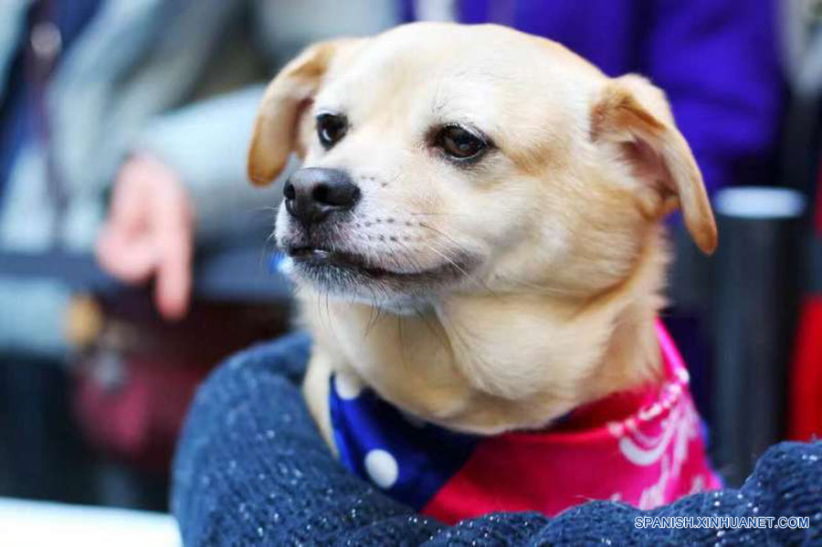 Los perros esperando a encontrar un dulce hogar. A pesar de sus experiencias mayormente tristes, ellos siguen confiados en los seres humanos después de ser rescatados de los criminales o de la calle. (foto: El Día de la Adopción de Beijing)