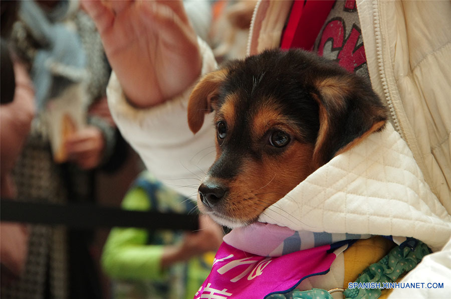 Los perros esperando a encontrar un dulce hogar. A pesar de sus experiencias mayormente tristes, ellos siguen confiados en los seres humanos después de ser rescatados de los criminales o de la calle. (foto: El Día de la Adopción de Beijing)