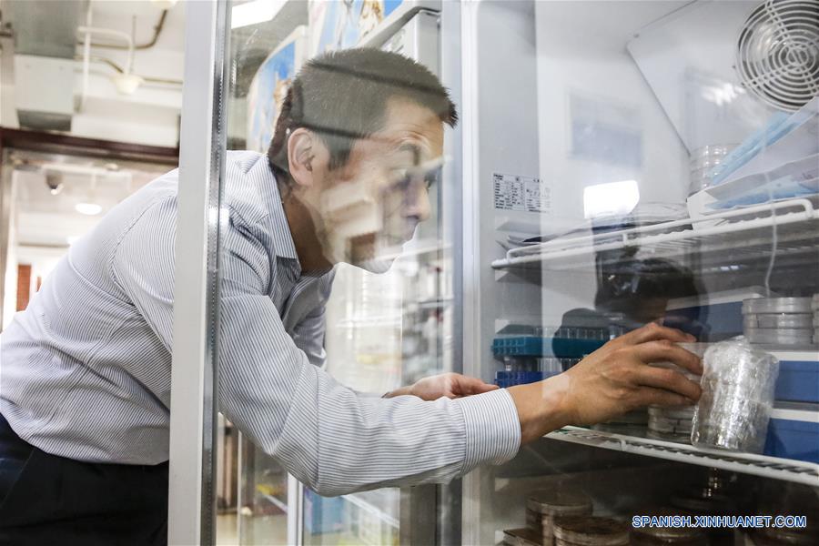 Dai Junbiao, jefe del equipo de investigación de la Universidad Tsinghua, inspecciona frascos con levadura en un laboratorio de la Universidad Tsinghua en Beijing, capital de China, el 9 de marzo de 2017. Científicos chinos han ensamblado cuatro cromosomas de levadura sintéticos, lo que convierte a China en el segundo país capaz de dise?ar y construir genomas de células eucariotas, de núcleo diferenciado. El descubrimiento, que supone un nuevo paso en el camino a la creación de vida sintética, fue publicado en la edición del viernes de la revista Science. Durante el estudio, los investigadores de la Universidad de Tianjin, la Universidad Tsinghua y el instituto de genómica BGI-Shenzhen crearon cromosomas sintéticos activos mediante el emparejamiento exacto por vez primera del genoma sintético con la secuencia dise?ada. (Xinhua/Shen Bohan)