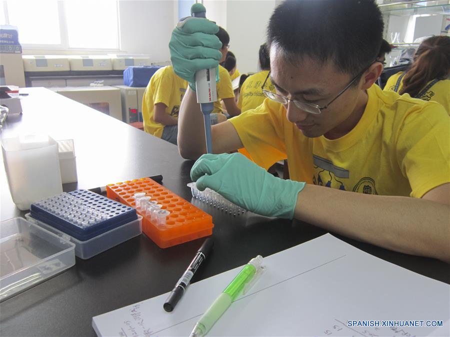 Imagen del 23 de julio de 2016 de un científico del equipo de investigación de la Universidad Tsinghua, trabajando en un laboratorio de la Universidad Tsinghua en Beijing, capital de China. Científicos chinos han ensamblado cuatro cromosomas de levadura sintéticos, lo que convierte a China en el segundo país capaz de dise?ar y construir genomas de células eucariotas, de núcleo diferenciado. El descubrimiento, que supone un nuevo paso en el camino a la creación de vida sintética, fue publicado en la edición del viernes de la revista Science. Durante el estudio, los investigadores de la Universidad de Tianjin, la Universidad Tsinghua y el instituto de genómica BGI-Shenzhen crearon cromosomas sintéticos activos mediante el emparejamiento exacto por vez primera del genoma sintético con la secuencia dise?ada. (Xinhua/Yuan Yingjin)