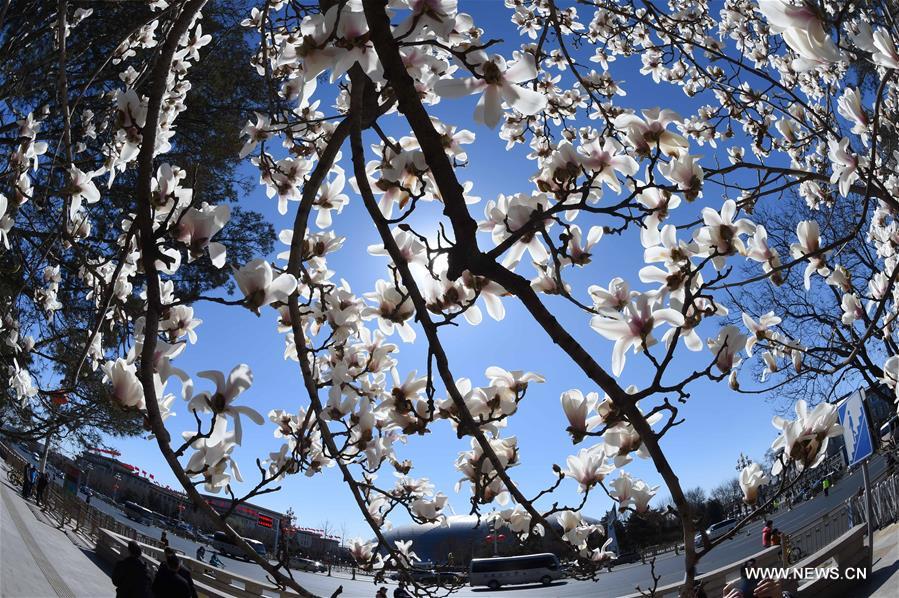 Las magnolias anuncian la primavera desde la histórica avenida Changan de Beijing